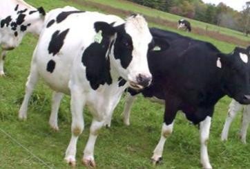 Минсельхоз предложил помощь молочному животноводству Псковской области