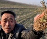 Из-за рекордной засухи некоторые провинции Китая могут потерять половину урожая